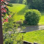Pantahtreffen_2025