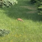 Pantahtreffen_2025