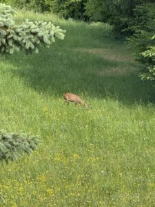 Pantahtreffen_2025